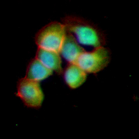3 - Recombinant Anti-HIPK2 Rabbit mAb AP95232