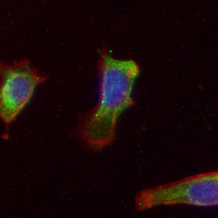 3 - Recombinant Anti-BAP31 Rabbit mAb AP95233