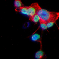 3 - Recombinant Anti-Nucleostemin Rabbit mAb AP95234