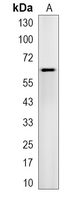 1 - Recombinant Anti-Nucleostemin Rabbit mAb AP95234