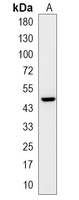 1 - Recombinant Anti-IRF9 Rabbit mAb AP95235