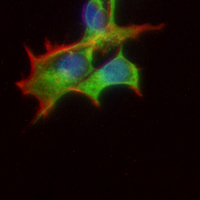 3 - Recombinant Anti-CD236 Rabbit mAb AP95236