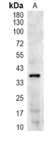 1 - Recombinant Anti-CD236 Rabbit mAb AP95236