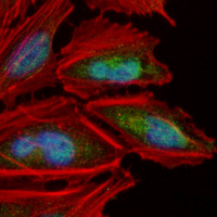 3 - Recombinant Anti-Zyxin Rabbit mAb AP95239