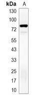 1 - Recombinant Anti-Zyxin Rabbit mAb AP95239