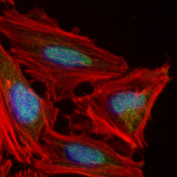 3 - Recombinant Anti-UDG Rabbit mAb AP95240
