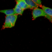 3 - Recombinant Anti-CD3g Rabbit mAb AP95241