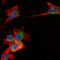 3 - Recombinant Anti-Galectin 8 Rabbit mAb AP95245