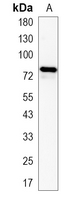 1 - Recombinant Anti-IKK epsilon Rabbit mAb AP95246