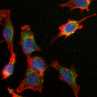 3 - Recombinant Anti-EHD1 Rabbit mAb AP95247