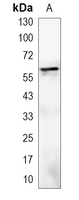 1 - Recombinant Anti-EHD1 Rabbit mAb AP95247