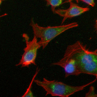 3 - Recombinant Anti-CRK Rabbit mAb AP95248