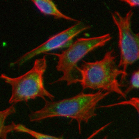 3 - Recombinant Anti-Contactin 2 Rabbit mAb AP95249