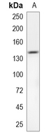 1 - Recombinant Anti-Contactin 2 Rabbit mAb AP95249