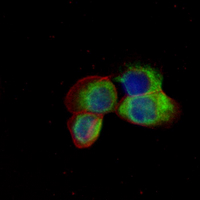 3 - Recombinant Anti-TYROBP Rabbit mAb AP95250