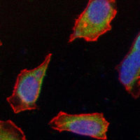 3 - Recombinant Anti-CD234 Rabbit mAb AP95251