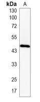 1 - Recombinant Anti-CD234 Rabbit mAb AP95251