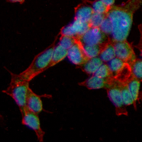3 - Recombinant Anti-BUB3 Rabbit mAb AP95253