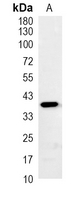 1 - Recombinant Anti-BUB3 Rabbit mAb AP95253