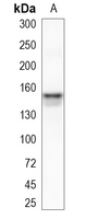 1 - Recombinant Anti-KIF4A Rabbit mAb AP95254