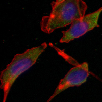 3 - Recombinant Anti-Histamine H3 Receptor Rabbit mAb AP95257
