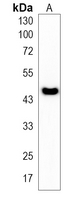 1 - Recombinant Anti-Histamine H3 Receptor Rabbit mAb AP95257