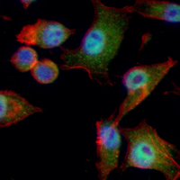 3 - Recombinant Anti-CAF-I p60 Rabbit mAb AP95259