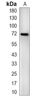 1 - Recombinant Anti-CAF-I p60 Rabbit mAb AP95259