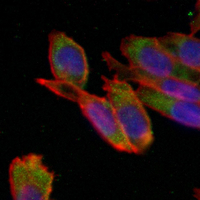 3 - Recombinant Anti-Cytochrome P450 1A2 Rabbit mAb AP95261