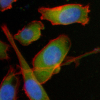 3 - Recombinant Anti-TMEFF2 Rabbit mAb AP95263
