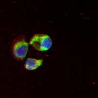 3 - Recombinant Anti-CD2 Rabbit mAb AP95265