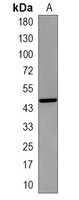 1 - Recombinant Anti-CD2 Rabbit mAb AP95265