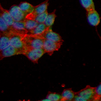 3 - Recombinant Anti-SUN1 Rabbit mAb AP95266
