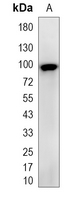 1 - Recombinant Anti-SUN1 Rabbit mAb AP95266