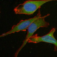3 - Recombinant Anti-FKBP4 Rabbit mAb AP95267