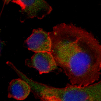 3 - Recombinant Anti-CD112 Rabbit mAb AP95269