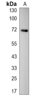1 - Recombinant Anti-CD112 Rabbit mAb AP95269