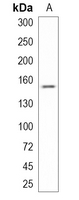 1 - Recombinant Anti-ATP7B Rabbit mAb AP95270
