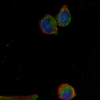 3 - Recombinant Anti-LGR6 Rabbit mAb AP95271
