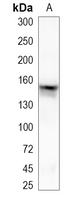 1 - Recombinant Anti-ADAR1 Rabbit mAb AP95274