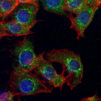 3 - Recombinant Anti-Monoamine Oxidase A Rabbit mAb AP95275