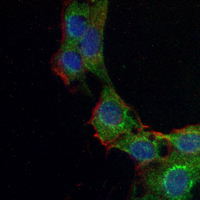 3 - Recombinant Anti-CD278 Rabbit mAb AP95276