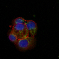 3 - Recombinant Anti-SNX1 Rabbit mAb AP95277