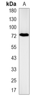 1 - Recombinant Anti-SNX1 Rabbit mAb AP95277