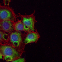 3 - Recombinant Anti-BMP6 Rabbit mAb AP95279