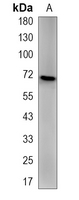 1 - Recombinant Anti-Ribophorin-1 Rabbit mAb AP95282