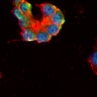 3 - Recombinant Anti-HIRA Rabbit mAb AP95283