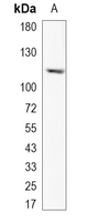 1 - Recombinant Anti-HIRA Rabbit mAb AP95283