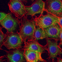 3 - Recombinant Anti-FKBP8 Rabbit mAb AP95284