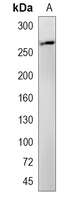 1 - Recombinant Anti-MYO7A Rabbit mAb AP95285